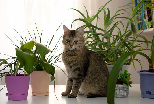 Comment bien fixer un arbre à chat au mur ou au plafond