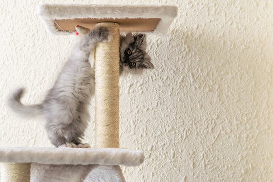 Les 5 erreurs à éviter lors de l’achat d’un arbre à chat