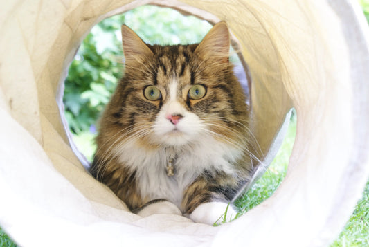 Les bienfaits d’un arbre à chat