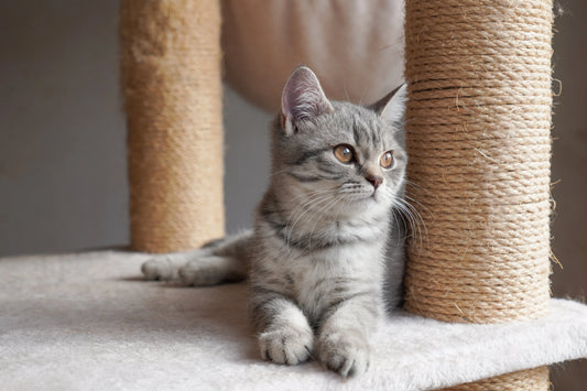 Quel arbre à chat choisir pour l'été ?