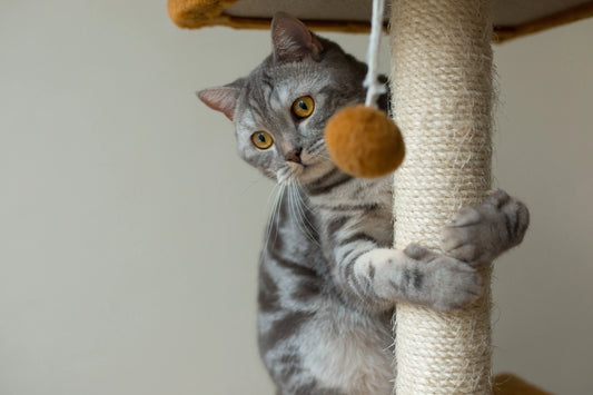 Quel arbre à chat choisir pour mon chat