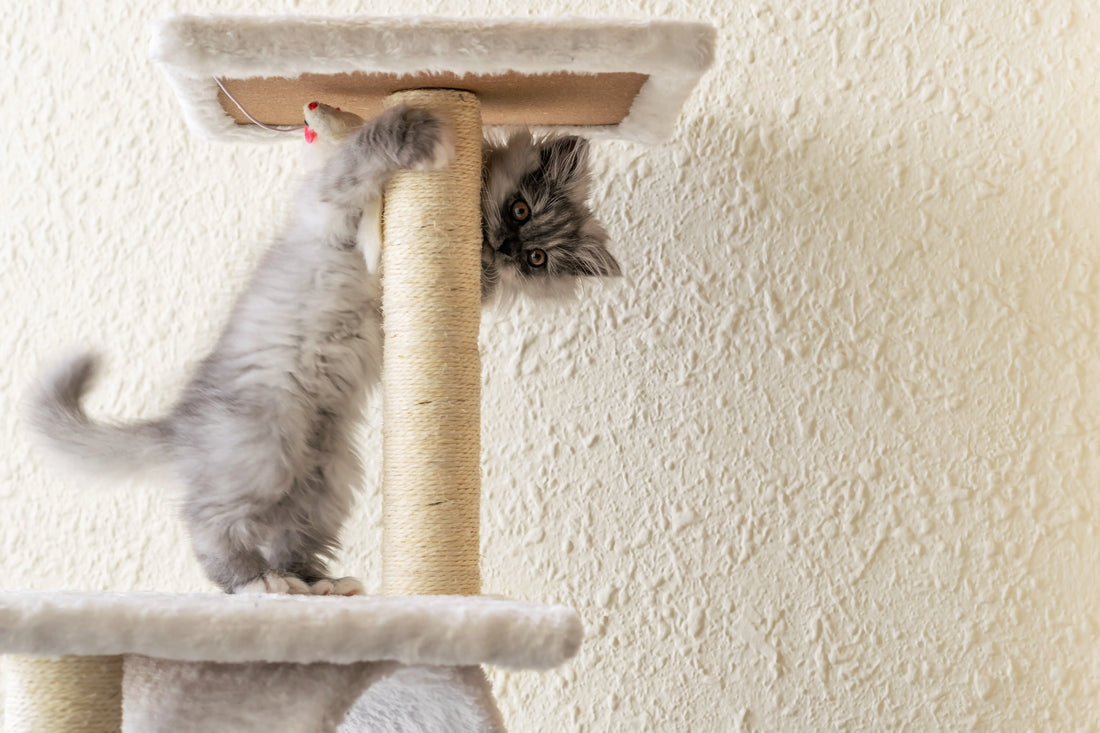 Les 5 erreurs à éviter lors de l’achat d’un arbre à chat