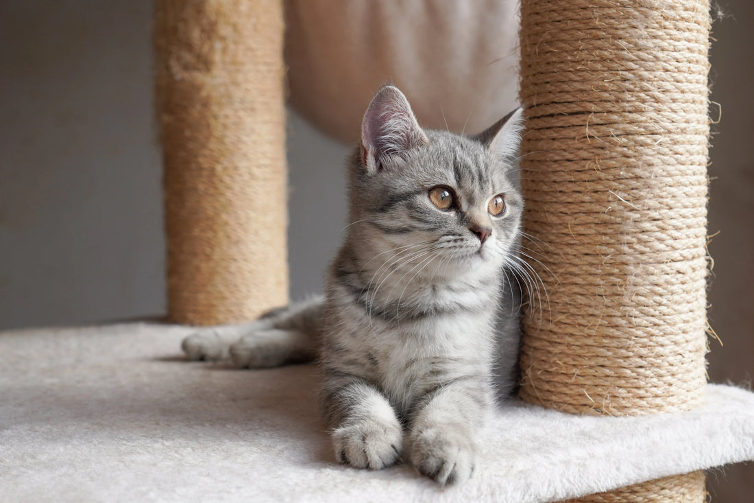 Quel arbre à chat choisir pour l'été ?