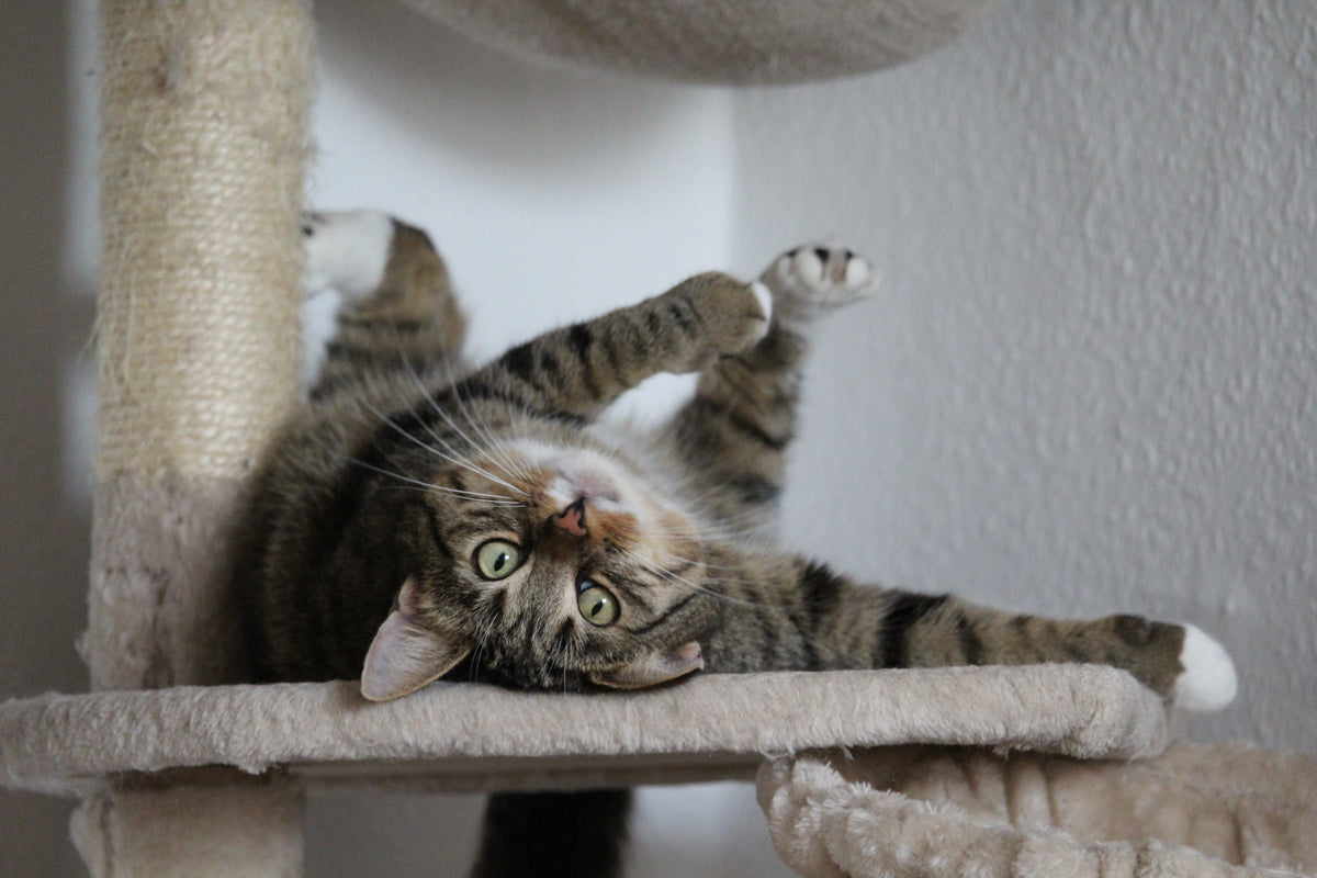 Un arbre à chat qui sublime votre intérieur… et le rend plus heureux.