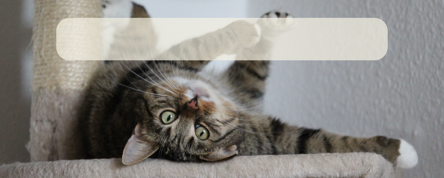 Un arbre à chat qui sublime votre intérieur… et le rend plus heureux.