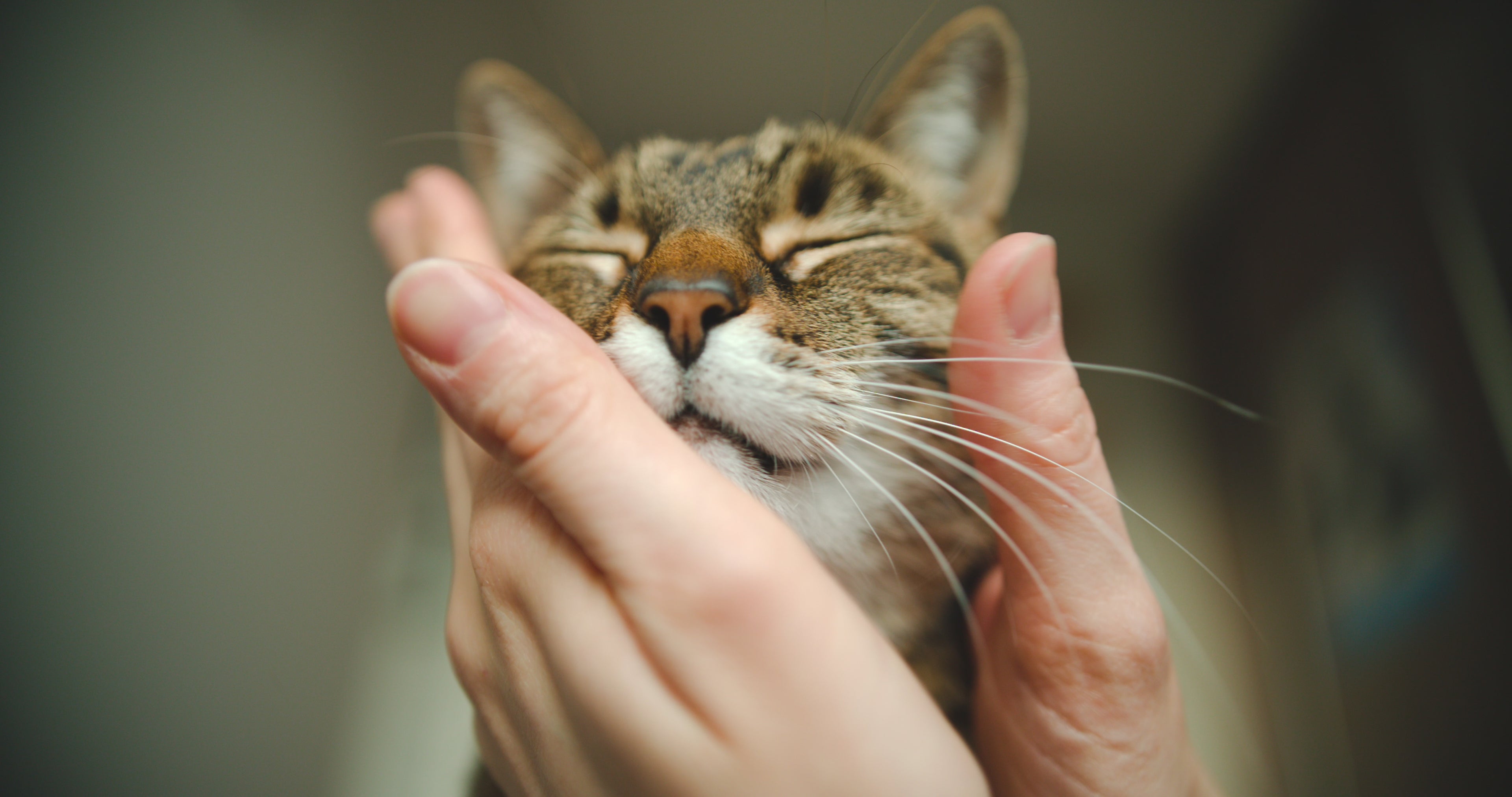 Charger la vidéo : Chat Qui Ronronne
